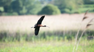 Parlak Ibis Plegadis Falcinellus 'un Bahar' daki sulak arazi üzerinde uçarken çekilmiş güzel detaylı bir resmi.