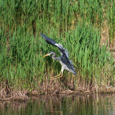 Gri Heron Ardea Cinerea 'nın baharda sulak arazide uçuşan güzel bir görüntüsü.