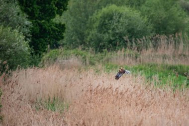 Bataklık Harrier Sirki 'nin güzel bir görüntüsü. Aeruginosus yırtıcısı. Baharda bataklık arazisinde yiyecek arıyor.