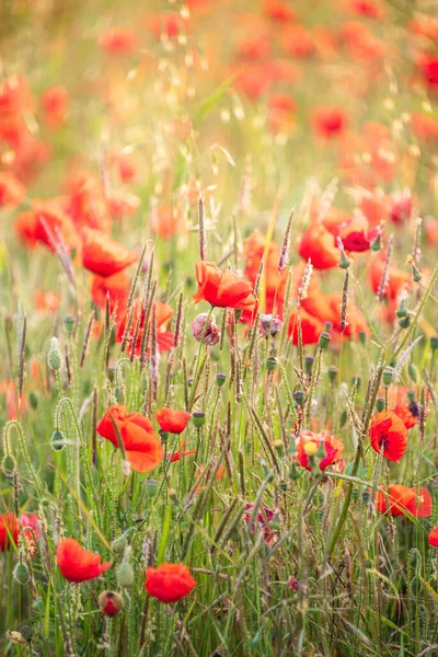 Piękny Letni Wschód Słońca Blask Dzikiego Maku Papaver Pole Rhoeas — Zdjęcie stockowe