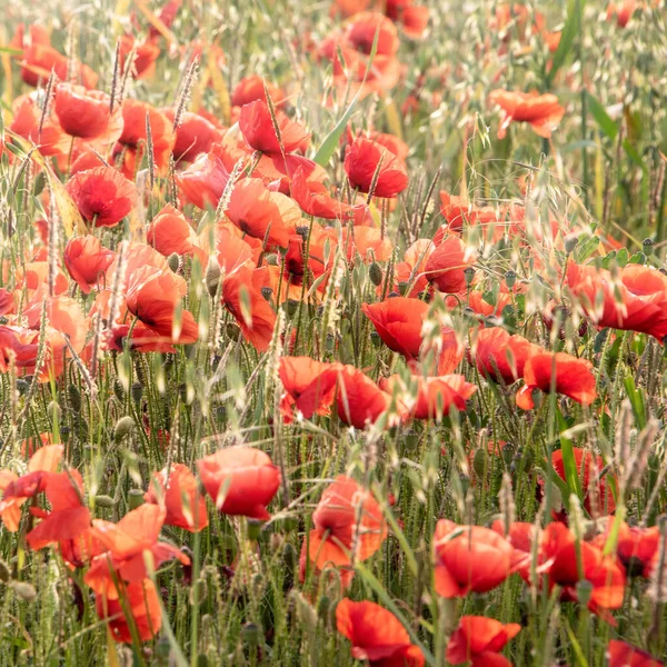 Piękny Letni Wschód Słońca Blask Dzikiego Maku Papaver Pole Rhoeas — Zdjęcie stockowe