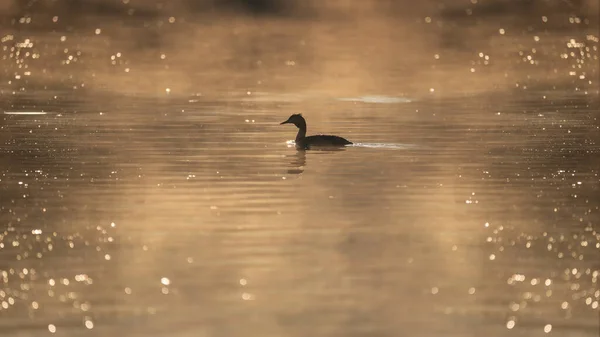 Imagem Bonita Great Crested Grebes Podiceps Aristatus Durante Época Acasalamento — Fotografia de Stock