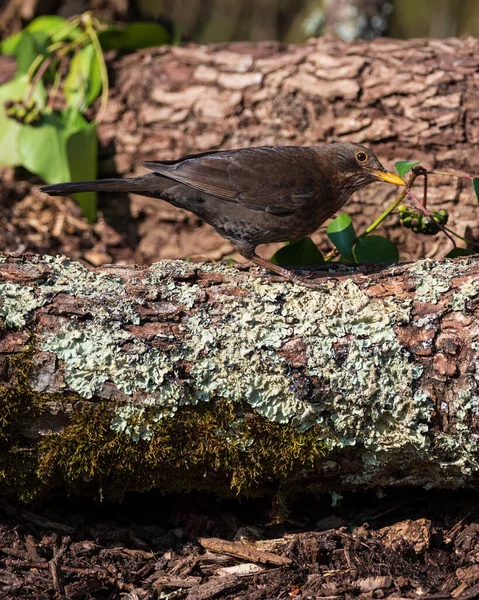 Vacker Vårbild Blackbird Parus Större Fågel Skogslandskapet — Stockfoto