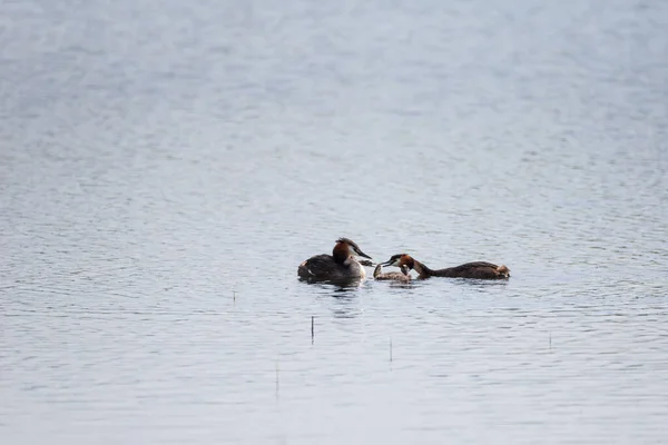 Eğer Great Crested Grebe Ailesi Bahar Güneşinde Göl Suyunda Civcivlerle — Stok fotoğraf