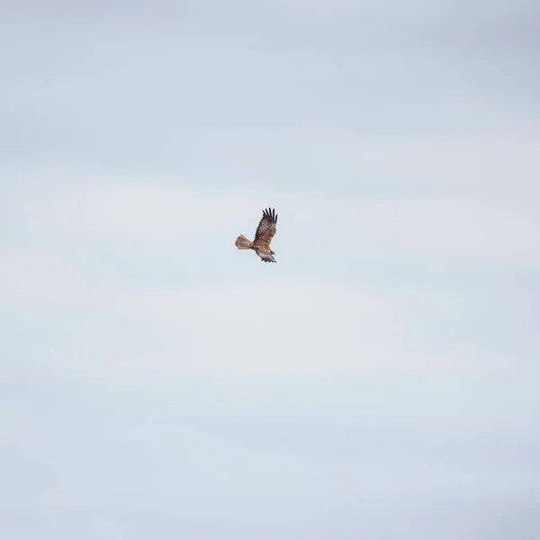 Prachtig Beeld Van Marsh Harrier Circus Aeruginosus Roofvogel Vlucht Zoek — Stockfoto