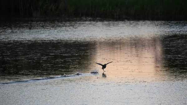 Coot Pato Corriendo Través Superficie Del Agua Del Lago Amanecer —  Fotos de Stock