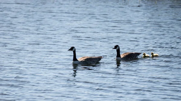 Kanada Goose Branta Canadensis Rodina Mláďaty Plavání Přes Hladinu Jezera — Stock fotografie