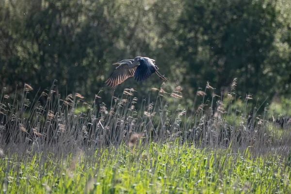 Vacker Bild Grey Heron Ardea Cinerea Flygning Över Våtmarker Landskap — Stockfoto