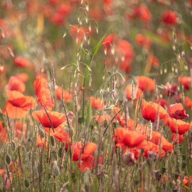 İngiliz kırsalında seçici odaklanma tekniğiyle vahşi haşhaş Papaver Rhoeas tarlasının güzel yaz gündoğumu parıltısı