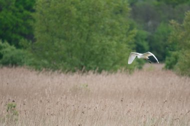 Güzel Büyük Beyaz Akbalıkçıl Ardea Alba 'nın bahar güneşi altında sulak alanlarda uçuşunun hoş bir görüntüsü. 
