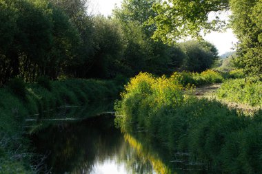 İlkbaharda gün doğumunda nehir kıyısında kolza tohumu kanolarıyla sığ alan teknikleriyle güzel bir bahar manzarası.