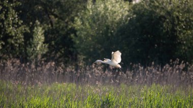 Güzel Büyük Beyaz Akbalıkçıl Ardea Alba 'nın bahar güneşi altında sulak alanlarda uçuşunun hoş bir görüntüsü. 