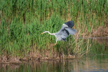 Gri Heron Ardea Cinerea 'nın baharda sulak arazide uçuşan güzel bir görüntüsü.