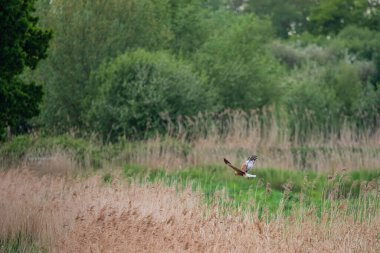 Bataklık Harrier Sirki 'nin güzel bir görüntüsü. Aeruginosus yırtıcısı. Baharda bataklık arazisinde yiyecek arıyor.