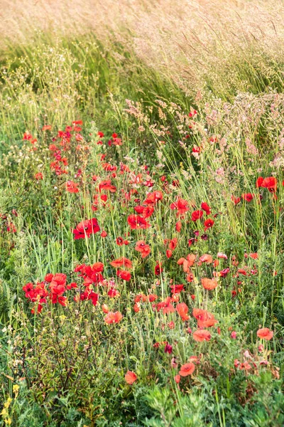英国农村野生罂粟罗亚斯田美丽的夏季日出光芒与选择性聚焦技术的应用 — 图库照片