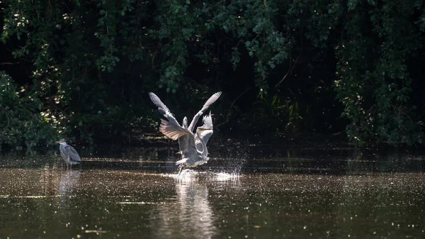 Ausgewachsene Graureiher Ardea Cinerea Kämpft Seeufer Während Des Frühlings — Stockfoto