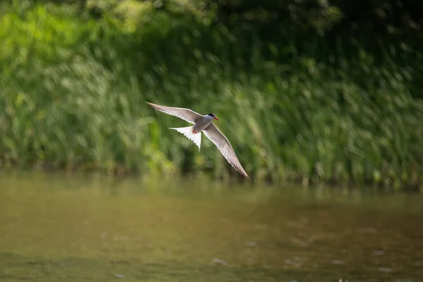 Schöne Aufnahme Der Flussseeschwalbe Sterna Hirunda Flug Mit Offener Flügelspannweite — Stockfoto