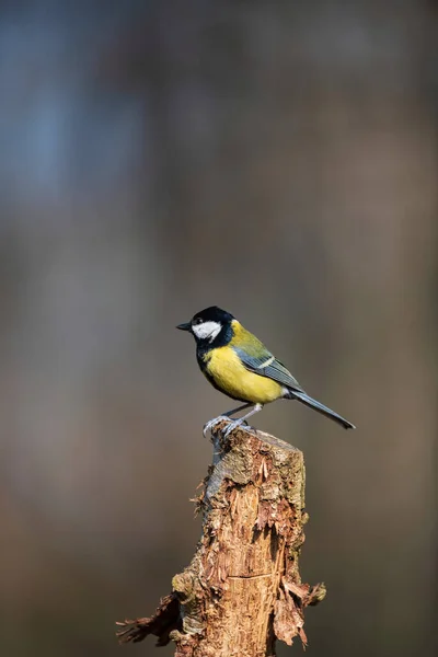 Beautiful Spring Landscape Image Great Tit Bird Parus Major Forest — 图库照片