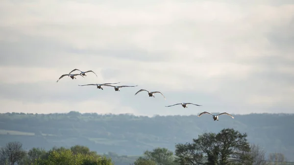 Pequeno Bando Cisnes Mudos Cygnus Olor Voo Sobre Paisagem Das — Fotografia de Stock