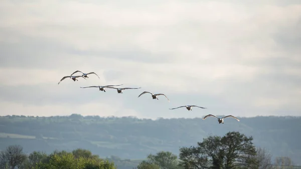 Kleine Schar Höckerschwäne Cygnus Olor Flug Über Feuchtgebietslandschaft Frühling — Stockfoto