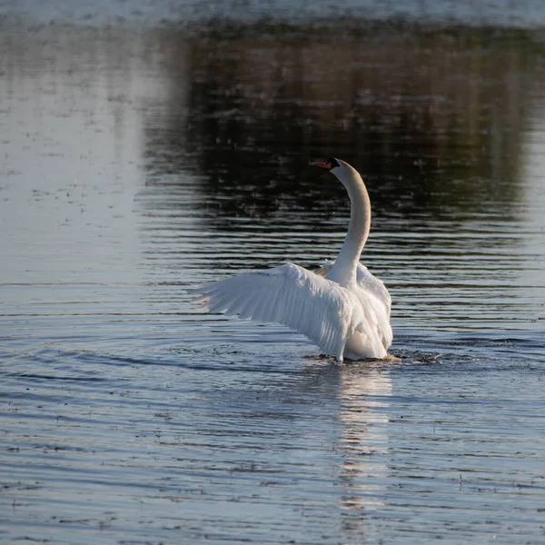 Hermoso Cisne Mudo Cygnus Olor Lago Con Las Alas Abiertas —  Fotos de Stock