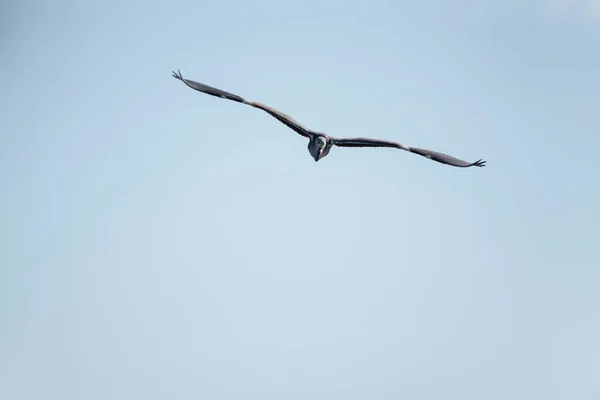 Vacker Bild Grey Heron Ardea Cinerea Flygning Över Våtmarker Landskap — Stockfoto