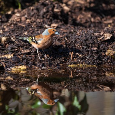 Chaffinch kuşunun güzel renkli görüntüsü Fringilla Coelebs ormanlık alanda yansıması olan küçük bir gölden su içiyor.