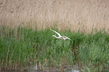 Güzel Büyük Beyaz Akbalıkçıl Ardea Alba 'nın bahar güneşi altında sulak alanlarda uçuşunun hoş bir görüntüsü. 