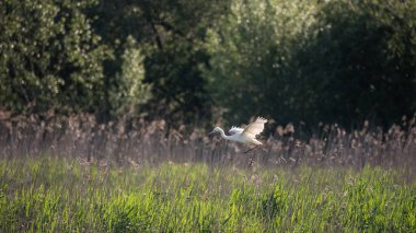 Güzel Büyük Beyaz Akbalıkçıl Ardea Alba 'nın bahar güneşi altında sulak alanlarda uçuşunun hoş bir görüntüsü. 
