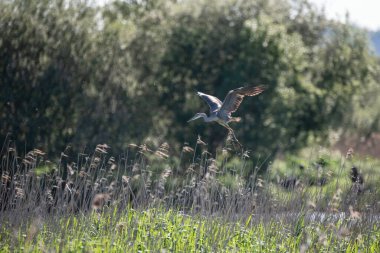 Gri Heron Ardea Cinerea 'nın baharda sulak arazide uçuşan güzel bir görüntüsü.