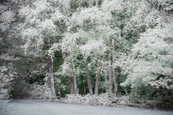 Stunning Creative False Colour Infra Red Forest Landscape Image — Stockfoto