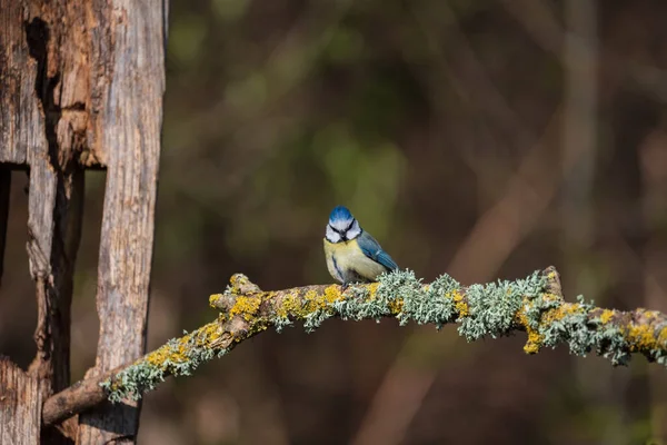 Beautiful Spring Landscape Image Blue Tit Cyanistes Caeruleus Bird Forest — ストック写真
