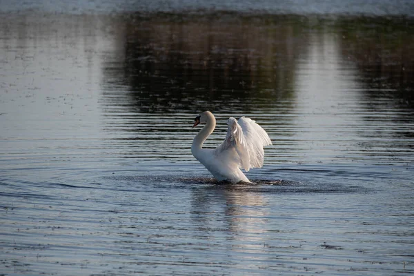 Piękny Mute Swan Cygnus Olor Jeziorze Otwartymi Skrzydłami Pokazującymi Pełny — Zdjęcie stockowe