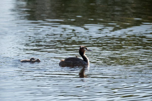 Beautiful Image Great Crested Grebe Family Chicks Water Lake Spring — Stock Photo, Image