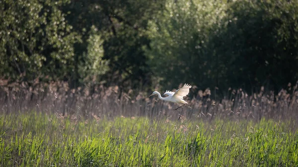 Piękny Obraz Pięknej Great White Egret Ardea Alba Locie Nad — Zdjęcie stockowe