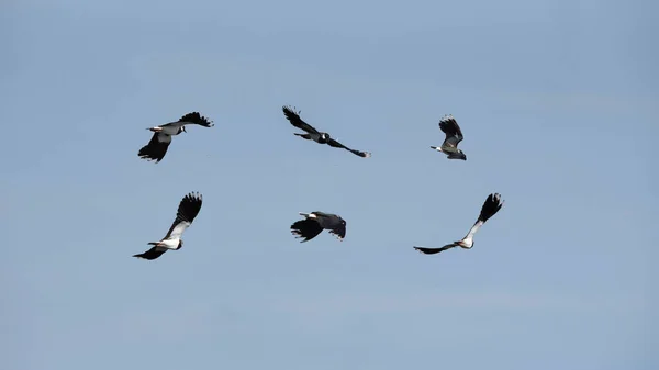 Lkbaharda Açık Mavi Gökyüzünde Uçan Lapwing Vanquis Vanellus Kuşunun Birleşik — Stok fotoğraf