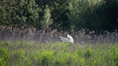 Güzel Büyük Beyaz Akbalıkçıl Ardea Alba 'nın bahar güneşi altında sulak alanlarda uçuşunun hoş bir görüntüsü. 