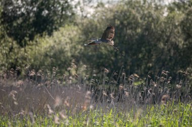 Gri Heron Ardea Cinerea 'nın baharda sulak arazide uçuşan güzel bir görüntüsü.