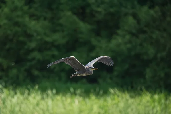 Mooi Beeld Van Grey Heron Ardea Cinerea Vogel Vlucht Tijdens — Stockfoto