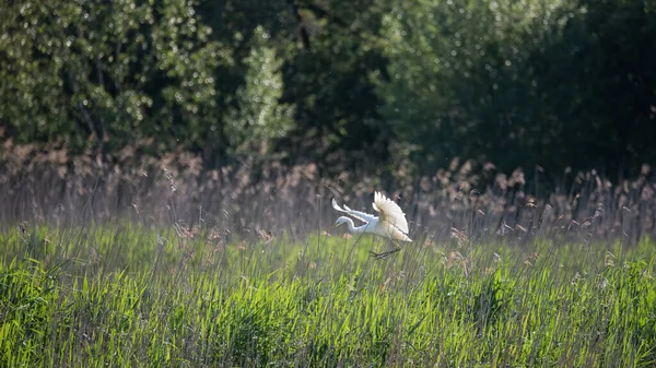 Krásný Obraz Krásné Velké Bílé Egret Ardea Alba Letu Nad — Stock fotografie