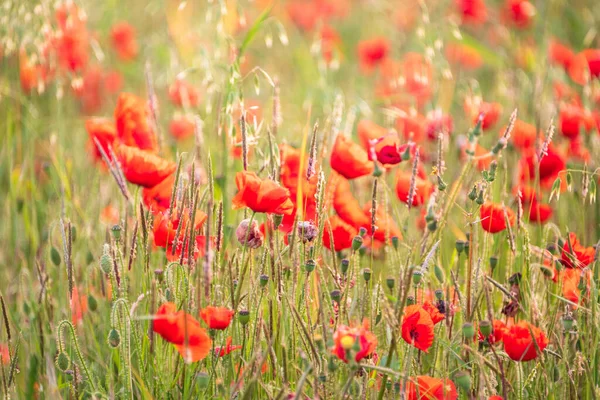 Beautiful Summer Sunrise Glow Wild Poppy Papaver Rhoeas Field English — Stock Photo, Image