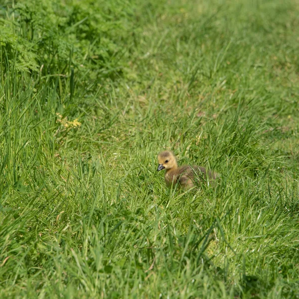 かわいいカナダガチョウBrantaカナダの若い雛で明るい春の日差しで緑豊かな草 — ストック写真