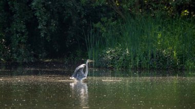 Gri balıkçıl sürüsü Ardea Cinerea kuşları İlkbahar manzarasında gölün kıyısındaki ağaçlarda