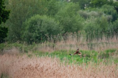 Bataklık Harrier Sirki 'nin güzel bir görüntüsü. Aeruginosus yırtıcısı. Baharda bataklık arazisinde yiyecek arıyor.