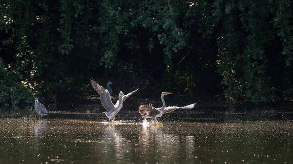 Hérons Gris Mâles Adultes Ardea Cinerea Battant Bord Lac Pendant — Photo