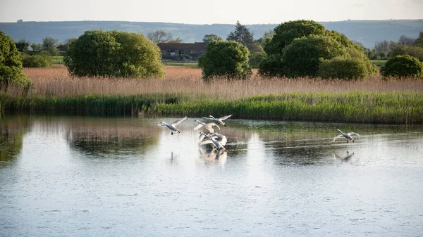 Lille Flok Mute Swans Cygnus Olor Flugt Vådområder Landskab Foråret - Stock-foto