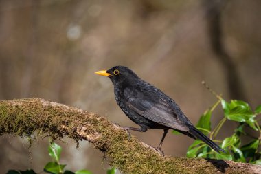 Blackbird Parus 'un güzel bahar görüntüsü Orman manzarasında büyük bir kuş