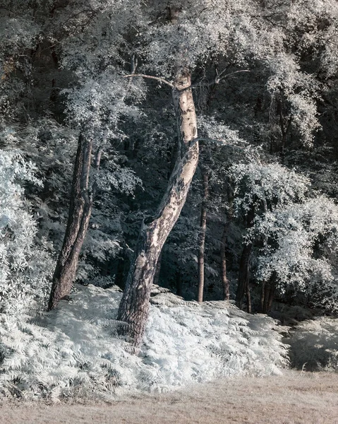 Beautiful False Colour Infrared Forest Landscape Image — Foto Stock