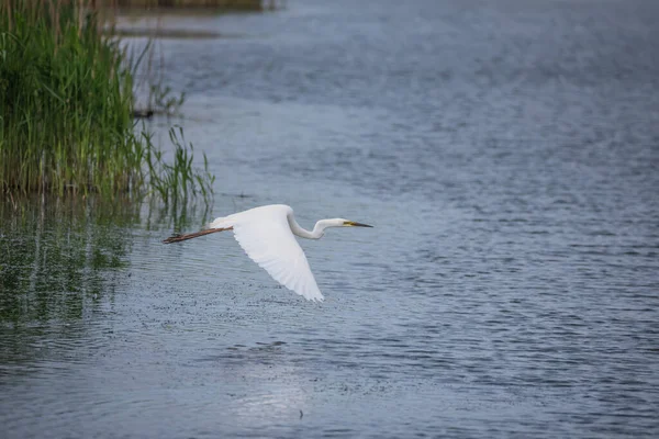 Lovely Image Beautiful Great White Egret Ardea Alba Flight Wetlands — Stock Photo, Image