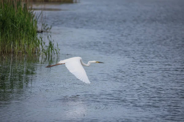 Belle Image Belle Grande Aigrette Blanche Ardea Alba Vol Dessus — Photo